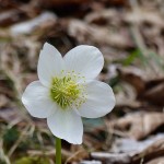 2016-11-13-tourenbericht-schneeschuhtour-ohne-schneeschuhe-006