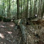 2019-07-Falkenstein-07a