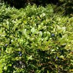 2019-07-Falkenstein-14