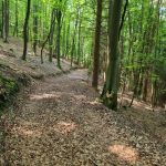 2021-07-Vergessener-Pfad-Harteinstein-01