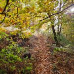 2021-10-23-Helferwanderung-04