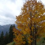 2022-10-Mangfall-43