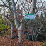2022-11-Schwender-Felsensteig-11