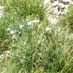 2018-08-Rofan-002