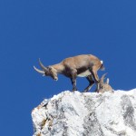Julische-Alpen-2018-06